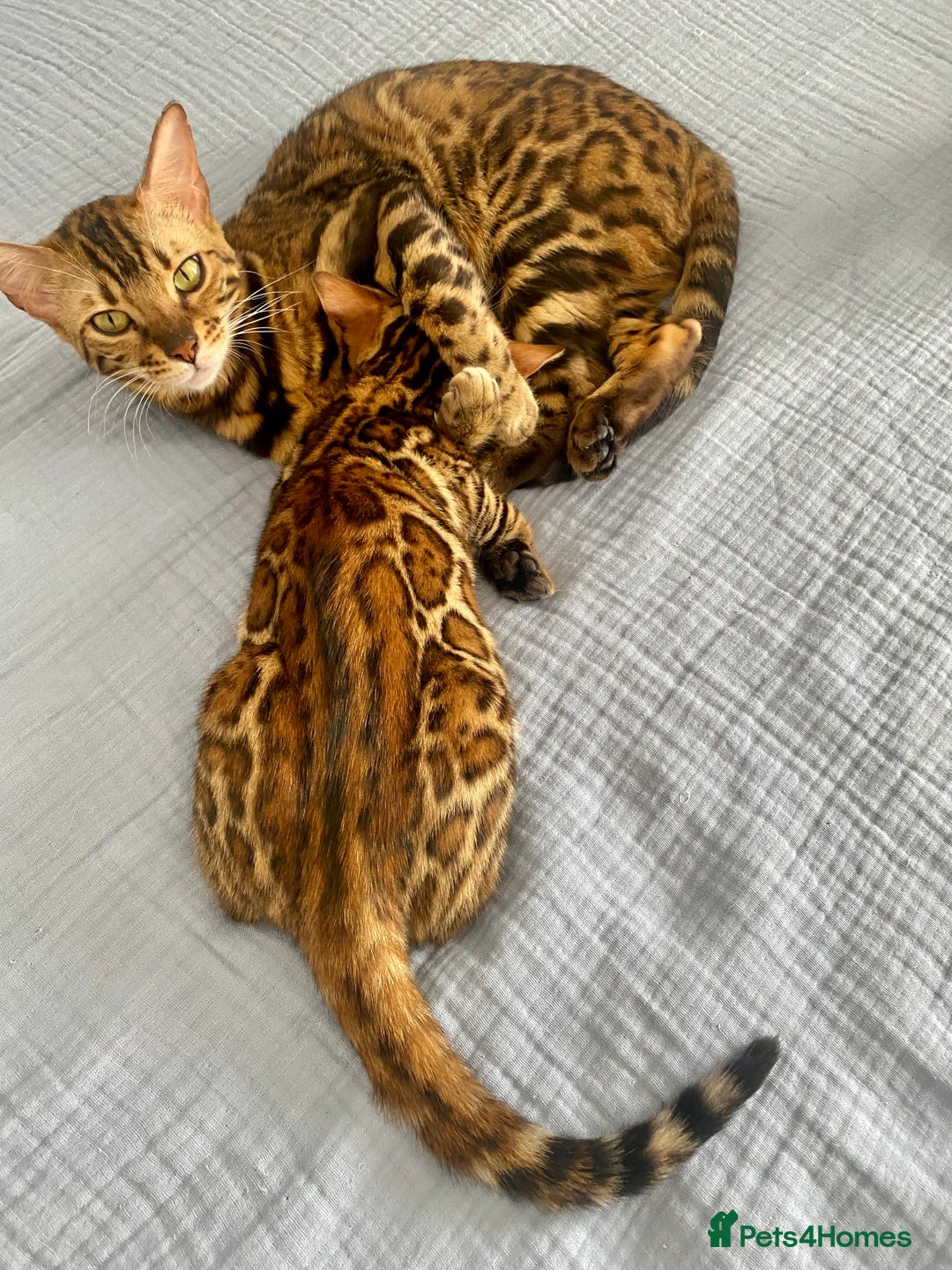 Bengal cats for sale: One Girl left .😻✨TICA registered  - Image 8