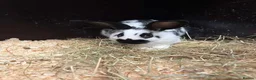 Mixed Breed rabbits for sale: Rabbits for Sale  - Advert 5