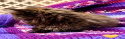 Mixed Breed cats for sale: 💖 MAINE COON X RAGDOLL *PARENTS HEALTH TESTED* 💖 - Advert 18