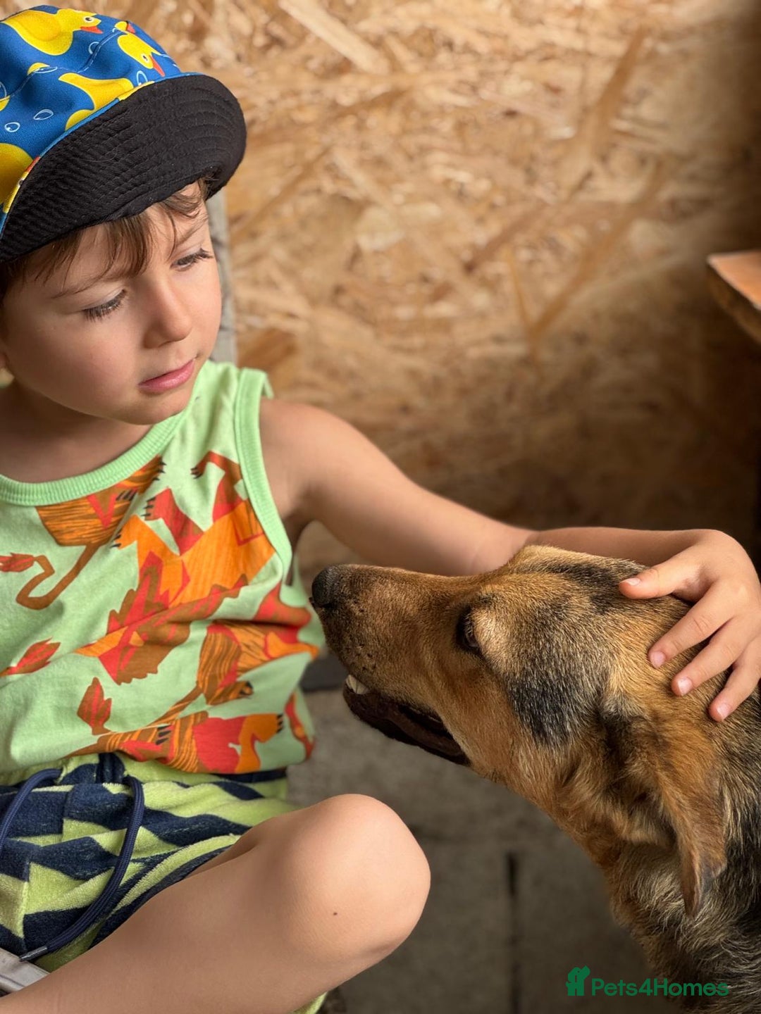 Mixed Breed dogs for adoption: Meet Lovely little LOTTIE! she needs a Loving Home - Image 3