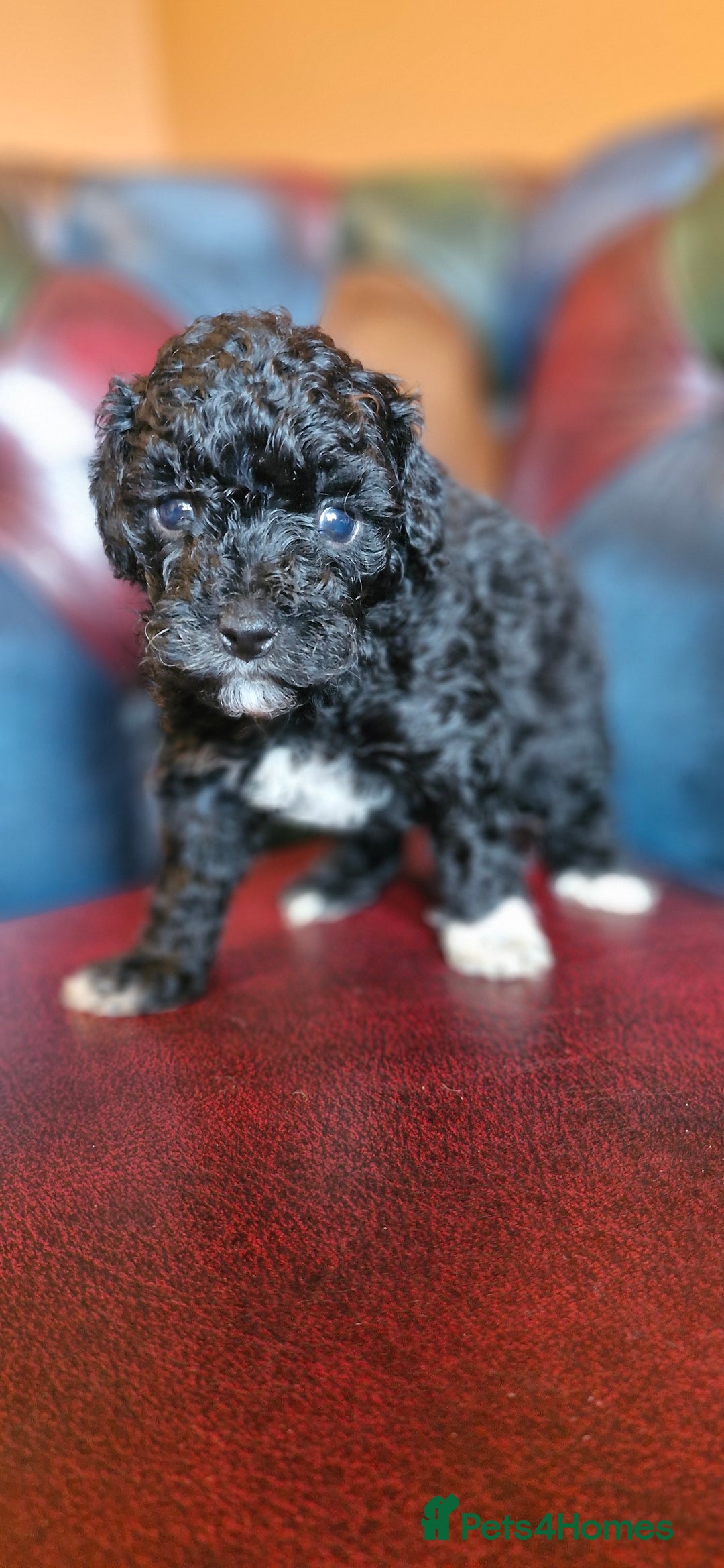 Cavapoo dogs for sale: Gorgeous f1bb Multicolour Cavapoo pups - Image 23