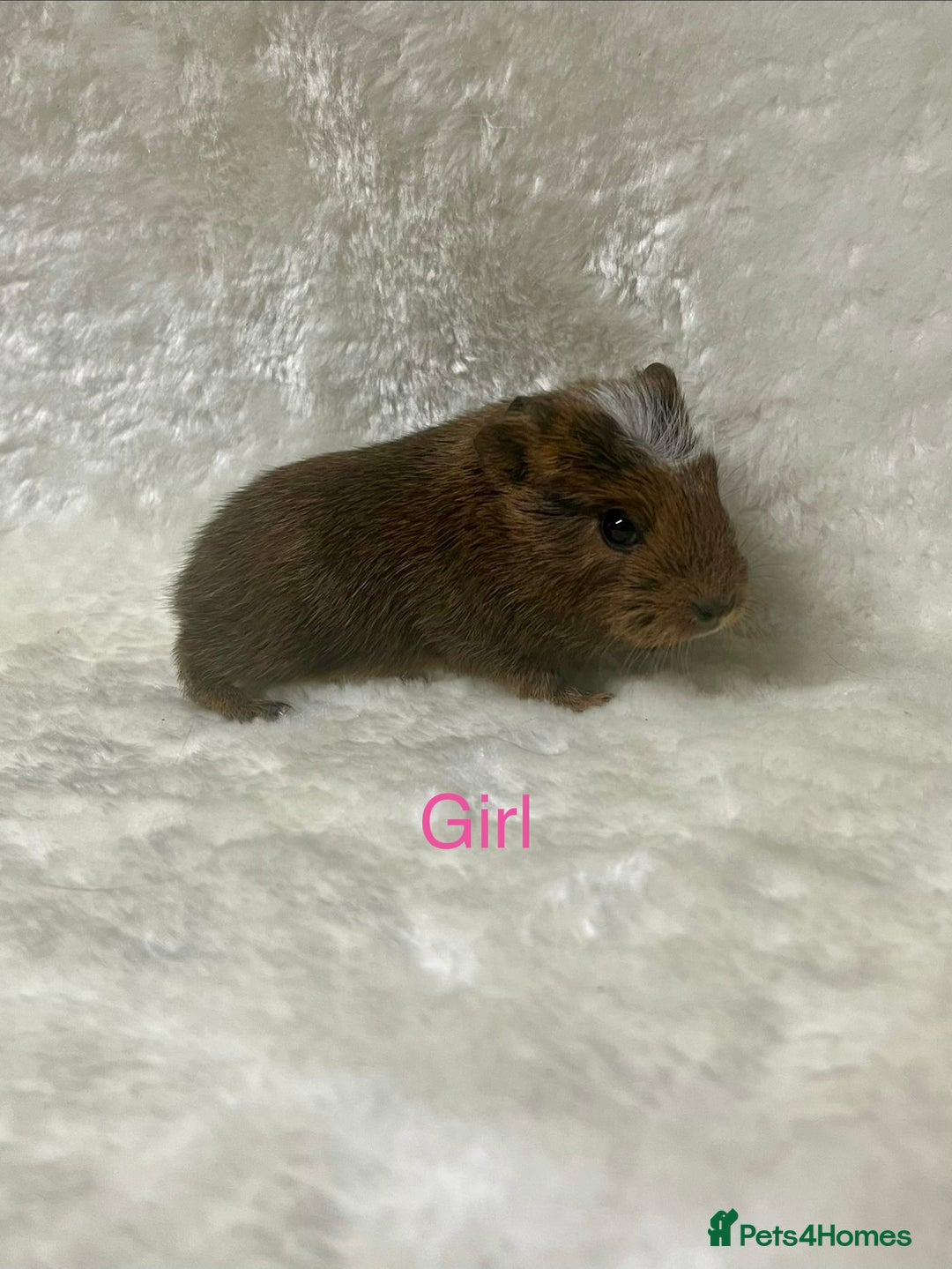 Guinea Pig rodents for sale: Beautiful well handled guinea pig babies - Advert 11