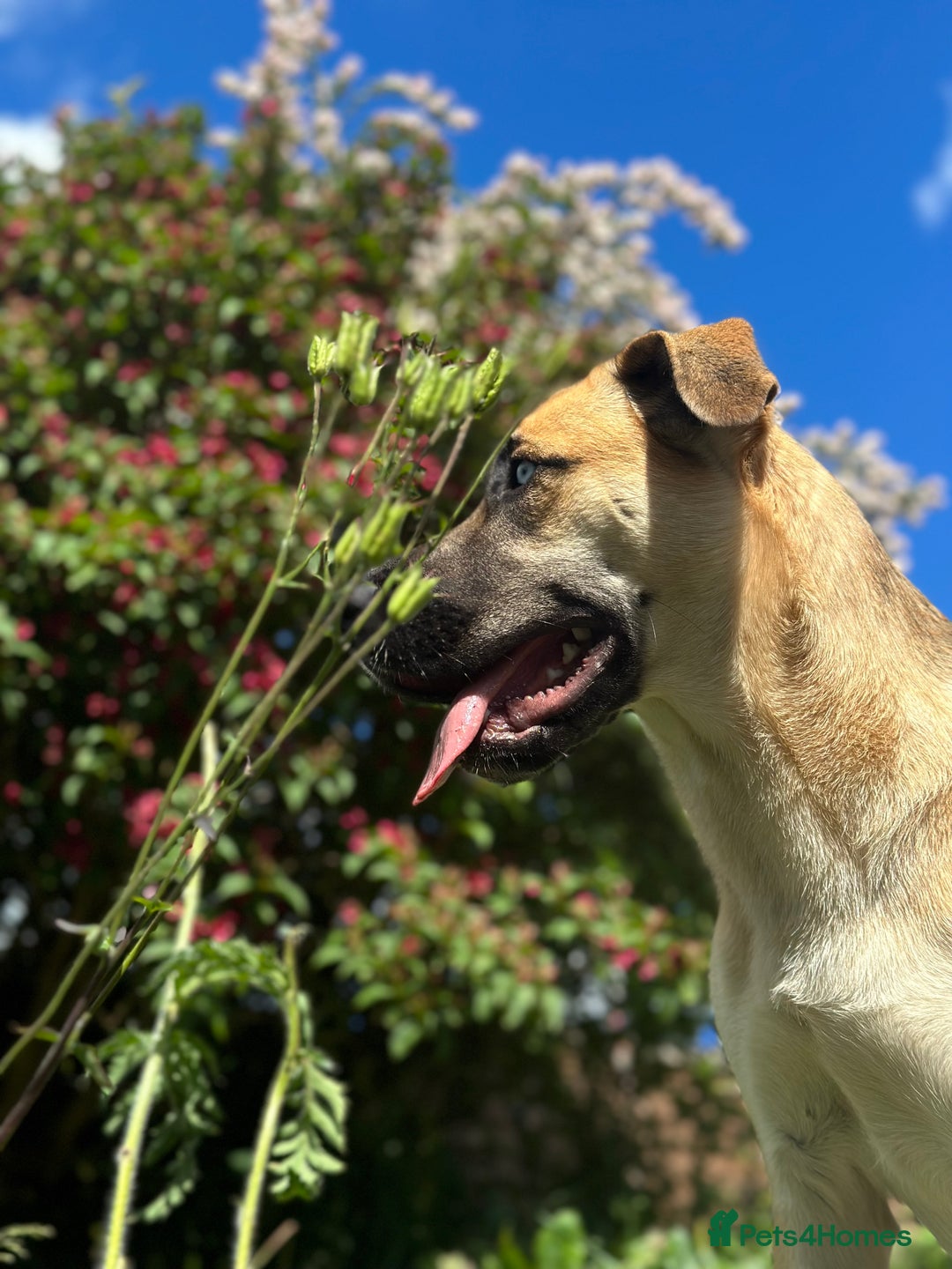 Shepsky dogs for sale: Beautiful Bitch for adoption we don’t want money - Image 2