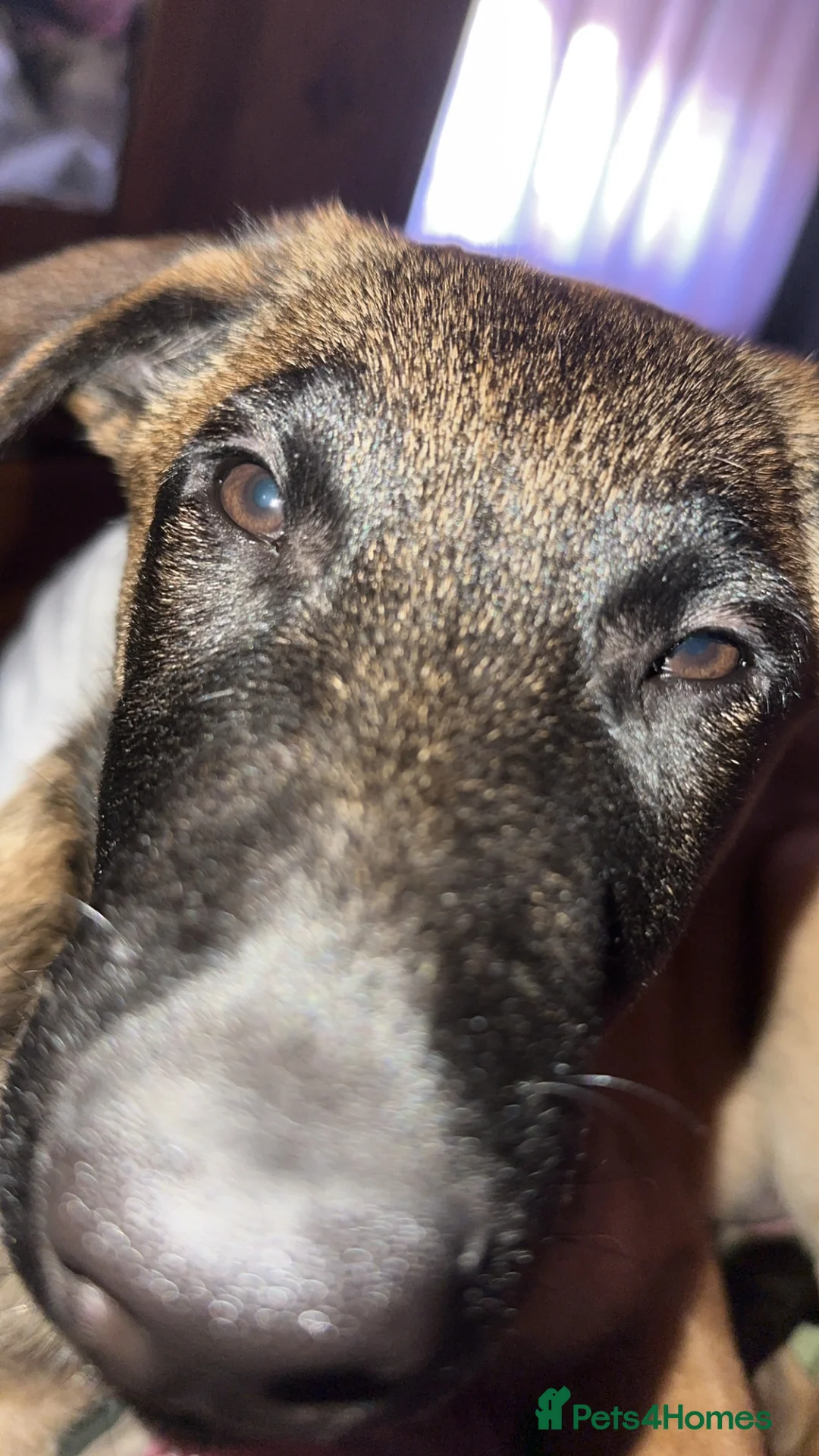 Belgian Shepherd Dog dogs for sale: Buddy, 4 months old - Advert 5