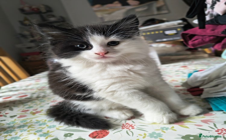 Mixed Breed cats - Advert 11