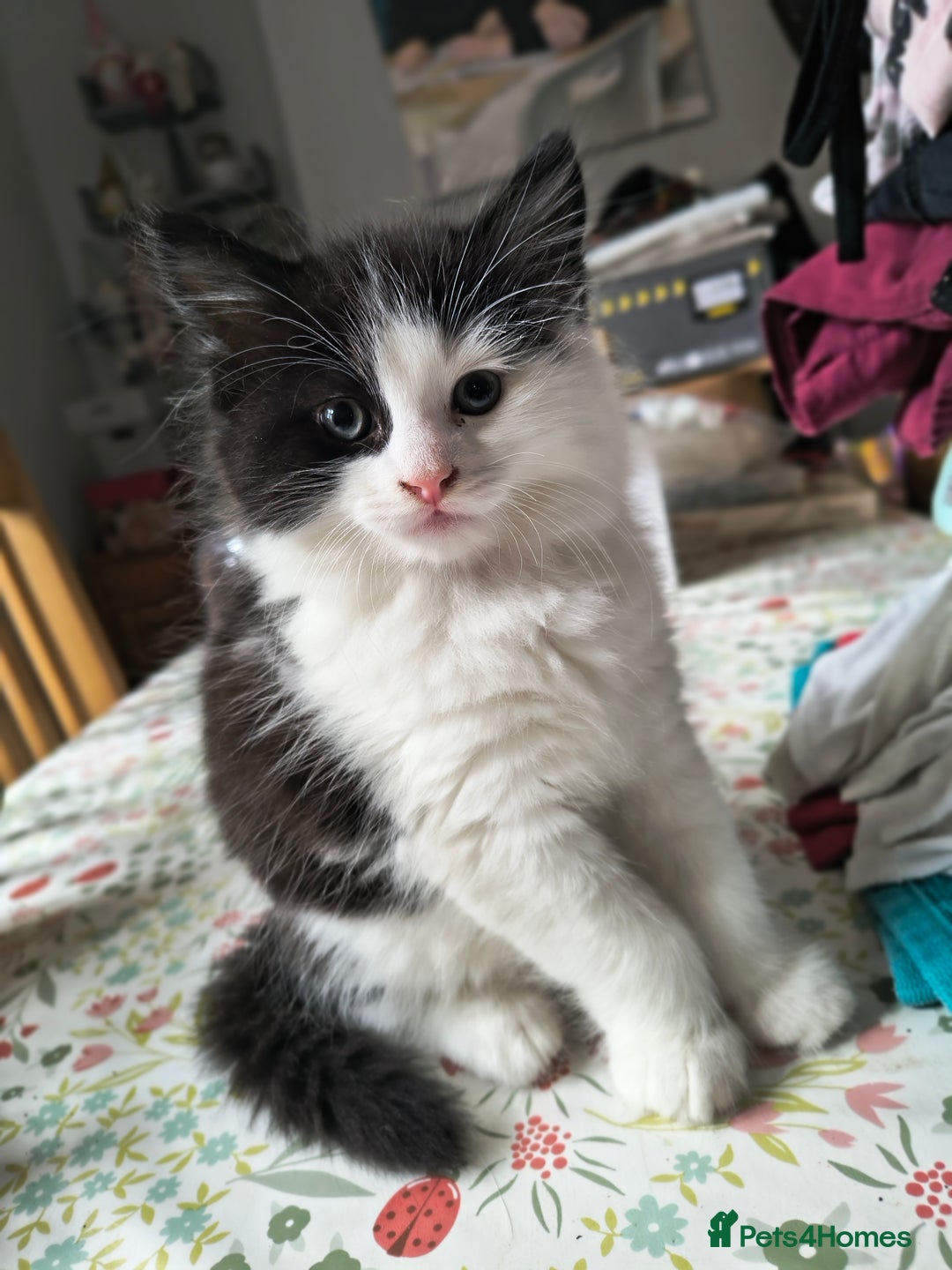 Mixed Breed cats for sale: 3 Beautiful Kittens*FLUFFY BLACK & WHITE*CALICO - Image 1