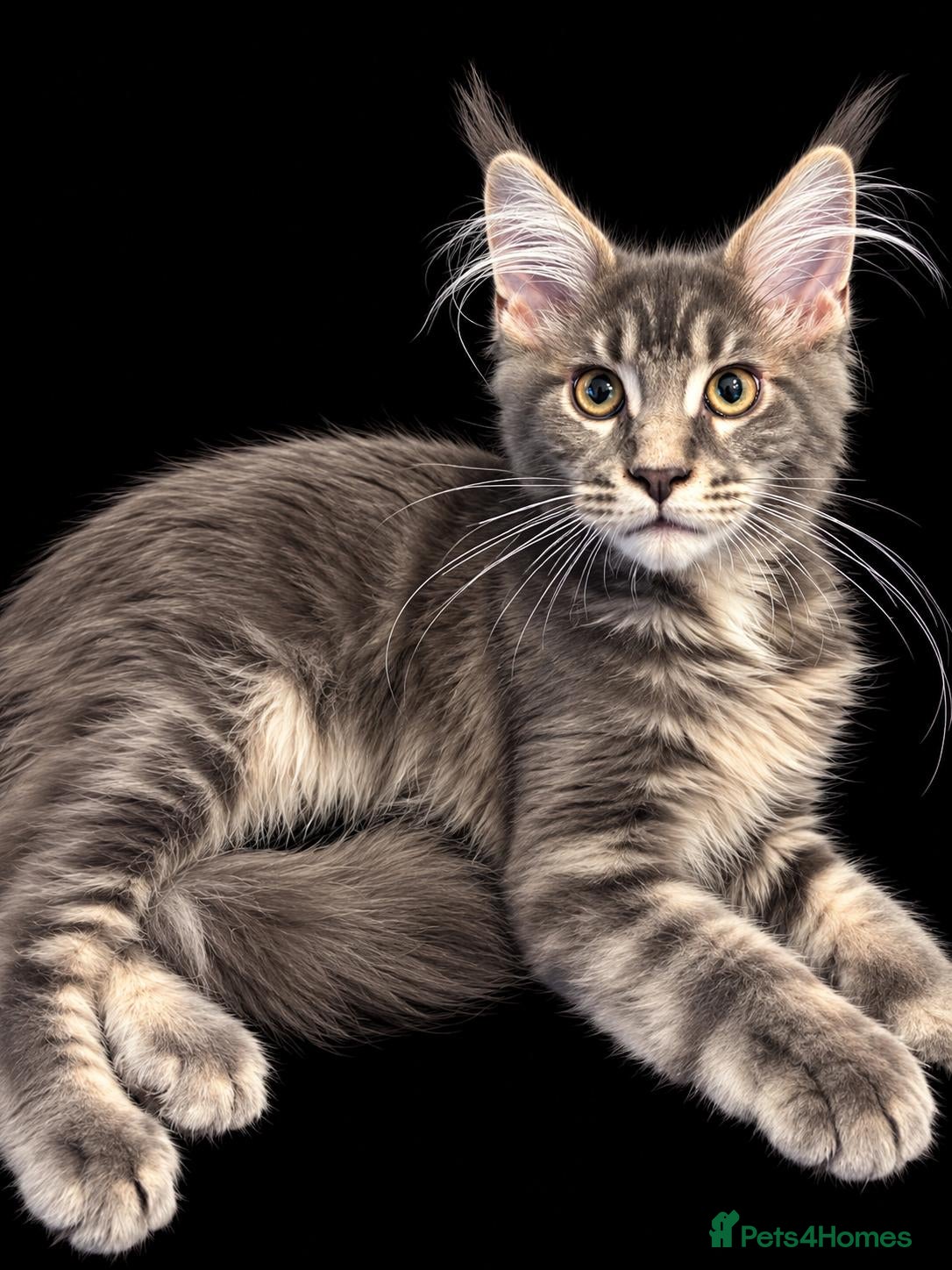 Maine Coon cats for sale: Gorgeous Maine Coon kittens - Advert 1