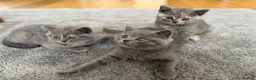 British Shorthair cats for sale: British Shorthair Kittens – Ready Now 🐾 - Advert 6