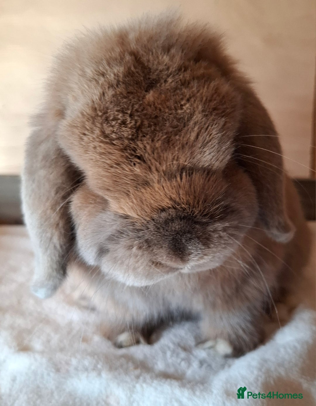 Mini Lop rabbits for sale: 2 x adult mini lop bucks - Image 1