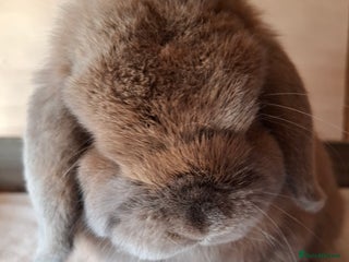 Mini Lop rabbits - Advert 38