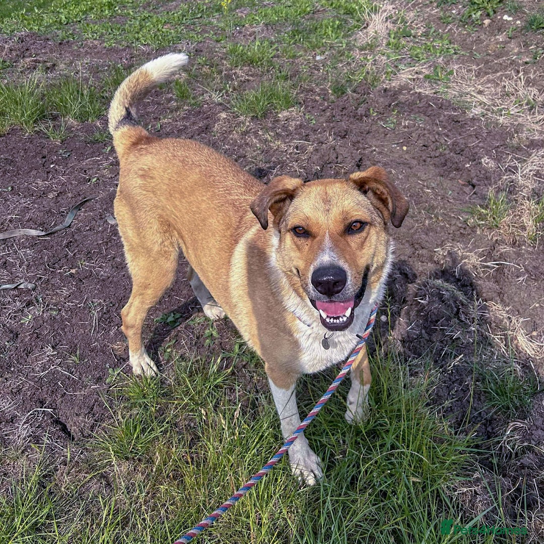 Mixed Breed dogs for adoption: MARSHALL the Marvellous - Image 1
