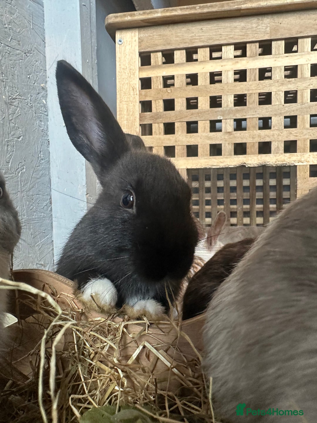 Mixed Breed rabbits for sale: Baby Rabbits  - Image 14