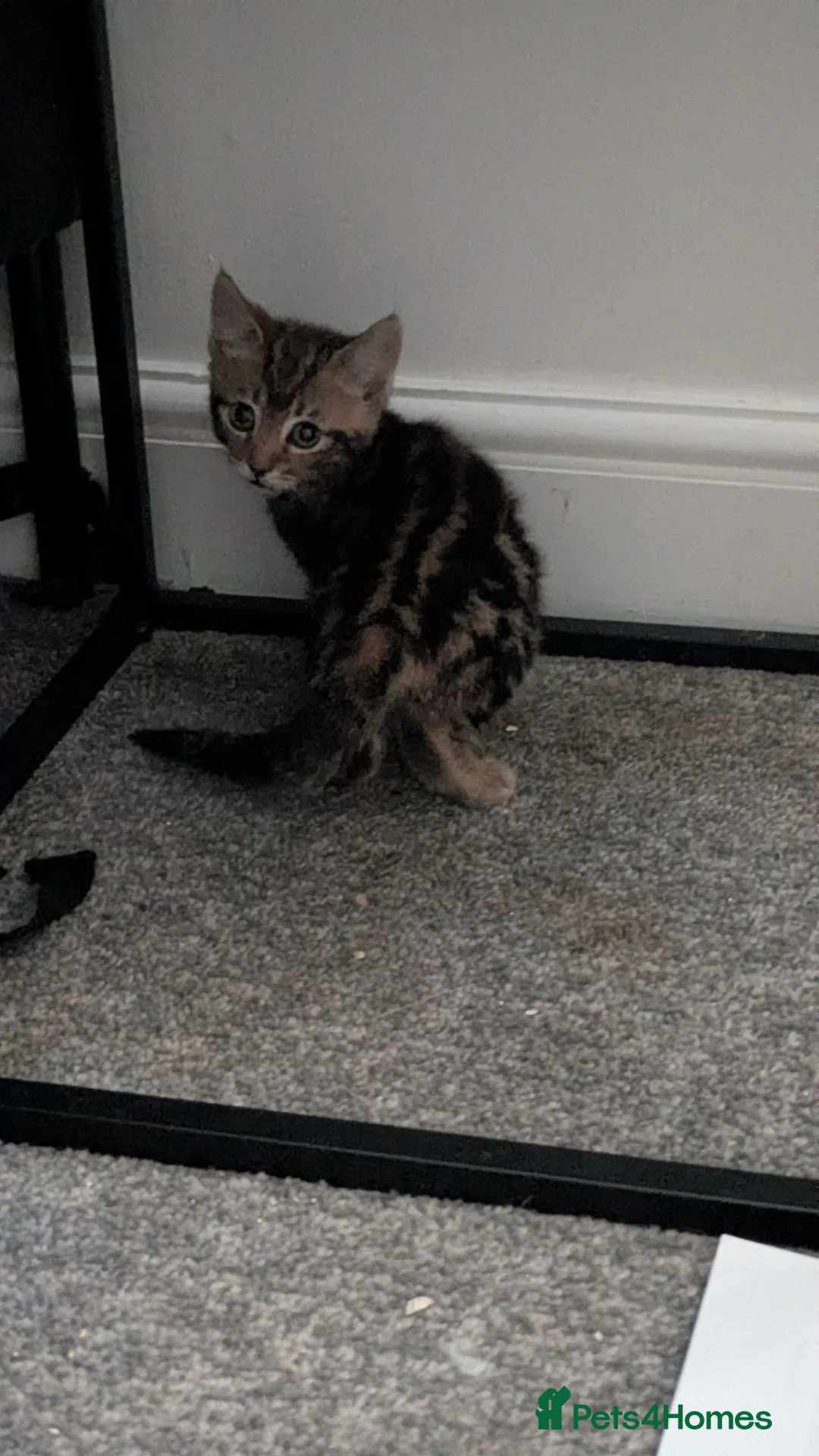 Mixed Breed cats for sale: Tabby bengal kitten - Advert 4