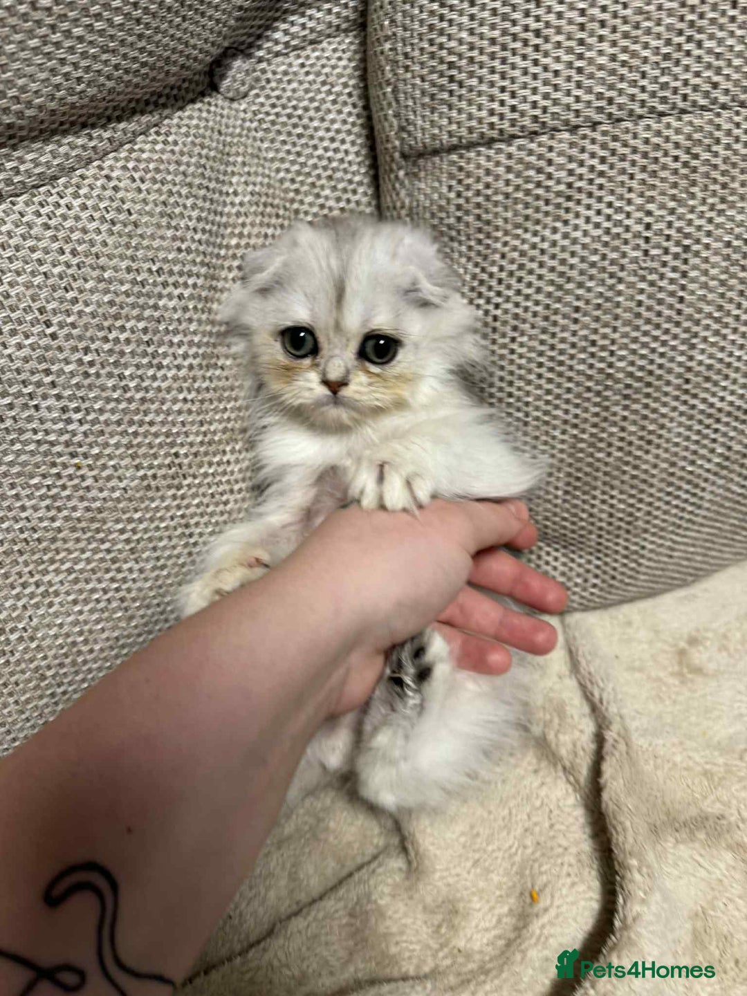 Scottish Fold cats for sale: Scottish Fold Kittens ( Delivery available) - Advert 9