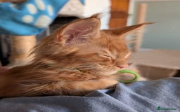 Maine Coon cats for sale: Maine coon babies  - Image 23