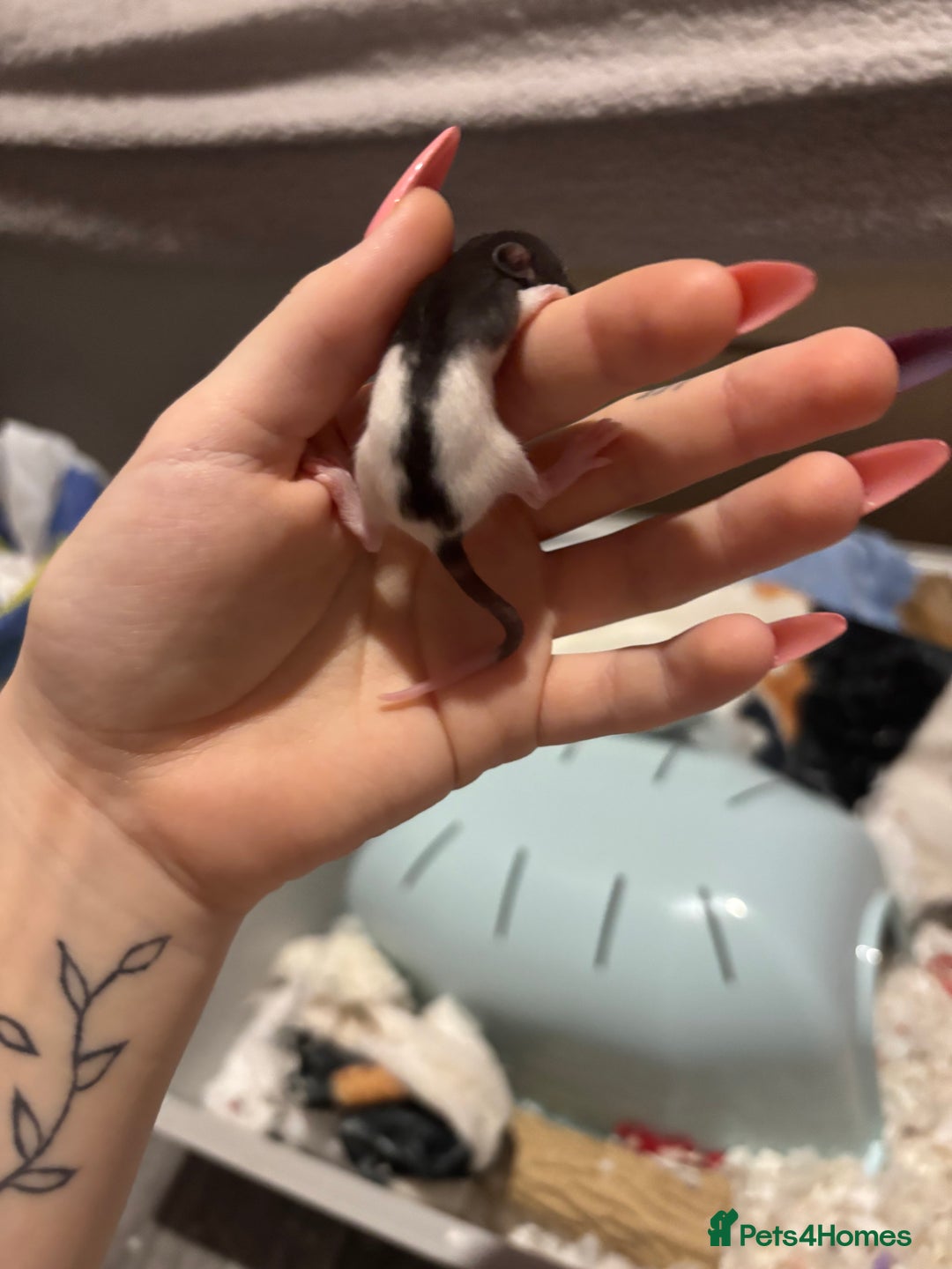 Rat rodents for sale: BABY RATS FOR SALE ( end of jan / start of feb) - Advert 3