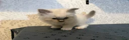 Ragdoll cats for sale: Perfect Blue Point Ragdoll kittens. - Advert 5