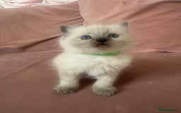 Ragdoll cats for sale: ragdoll kittens ready in 1 week  🩵💚💜 - Image 13