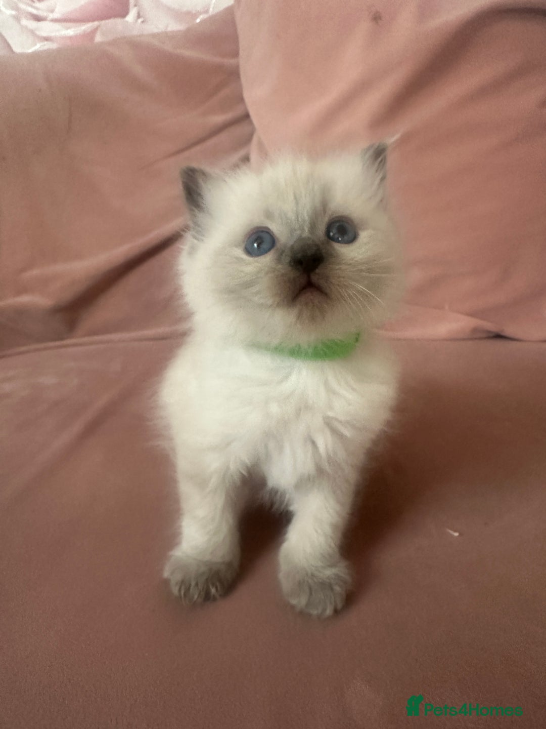 Ragdoll cats for sale: ragdoll kittens ready in 1 week  🩵💚💜 - Image 13