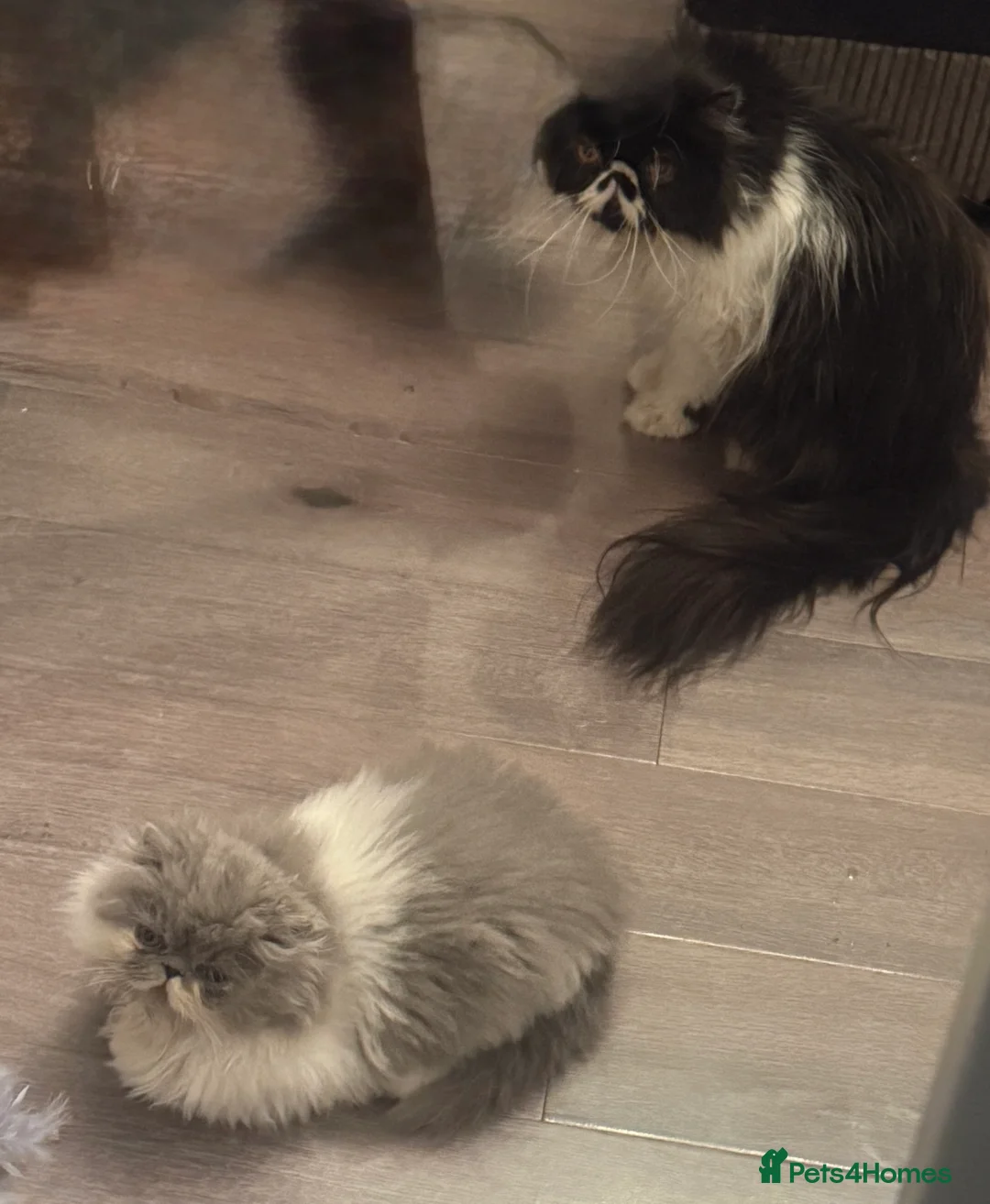 Persian cats for sale: Gorgeous Blue and White pedigree persian boy - Advert 2