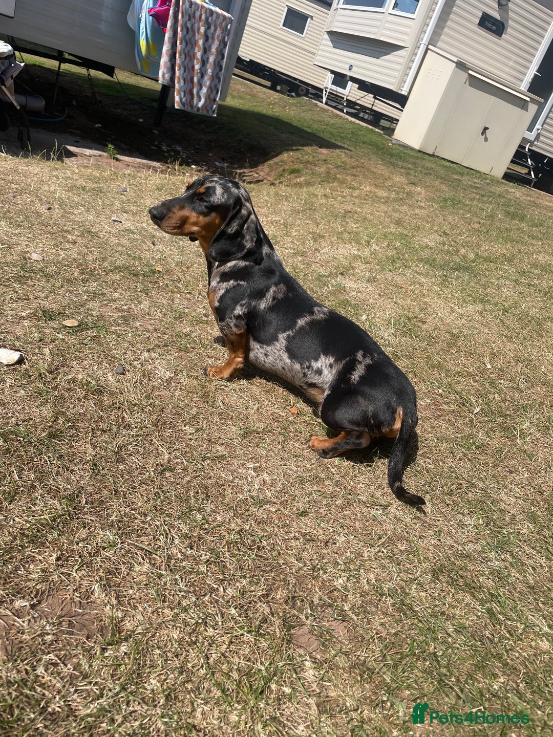 Miniature Dachshund dogs for sale: Dash the dachshund   - Image 4