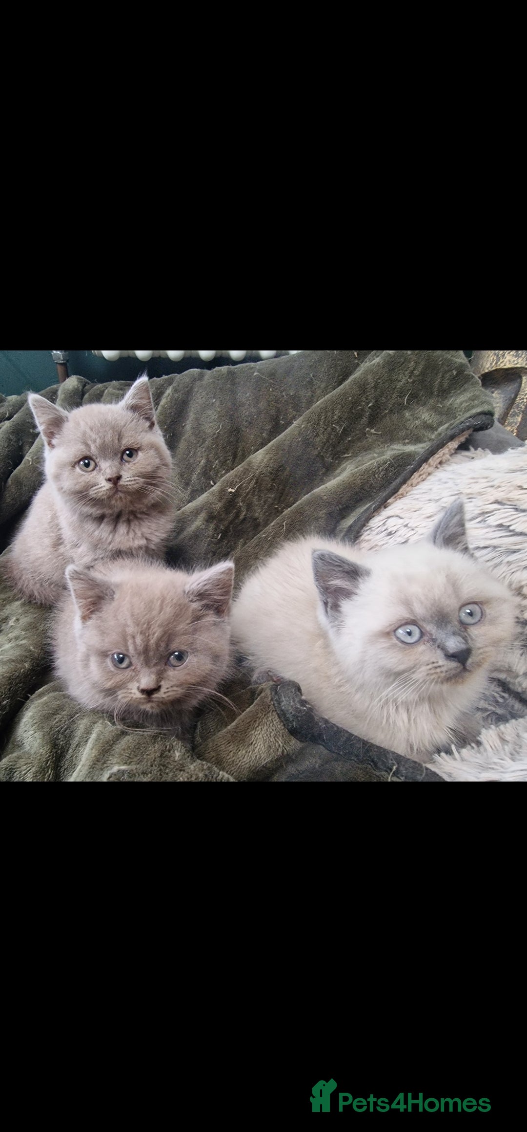 British Shorthair cats 3 british shorthair kittens - Advert 3