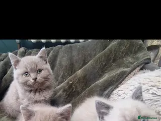 British Shorthair cats 3 british shorthair kittens - Advert 3