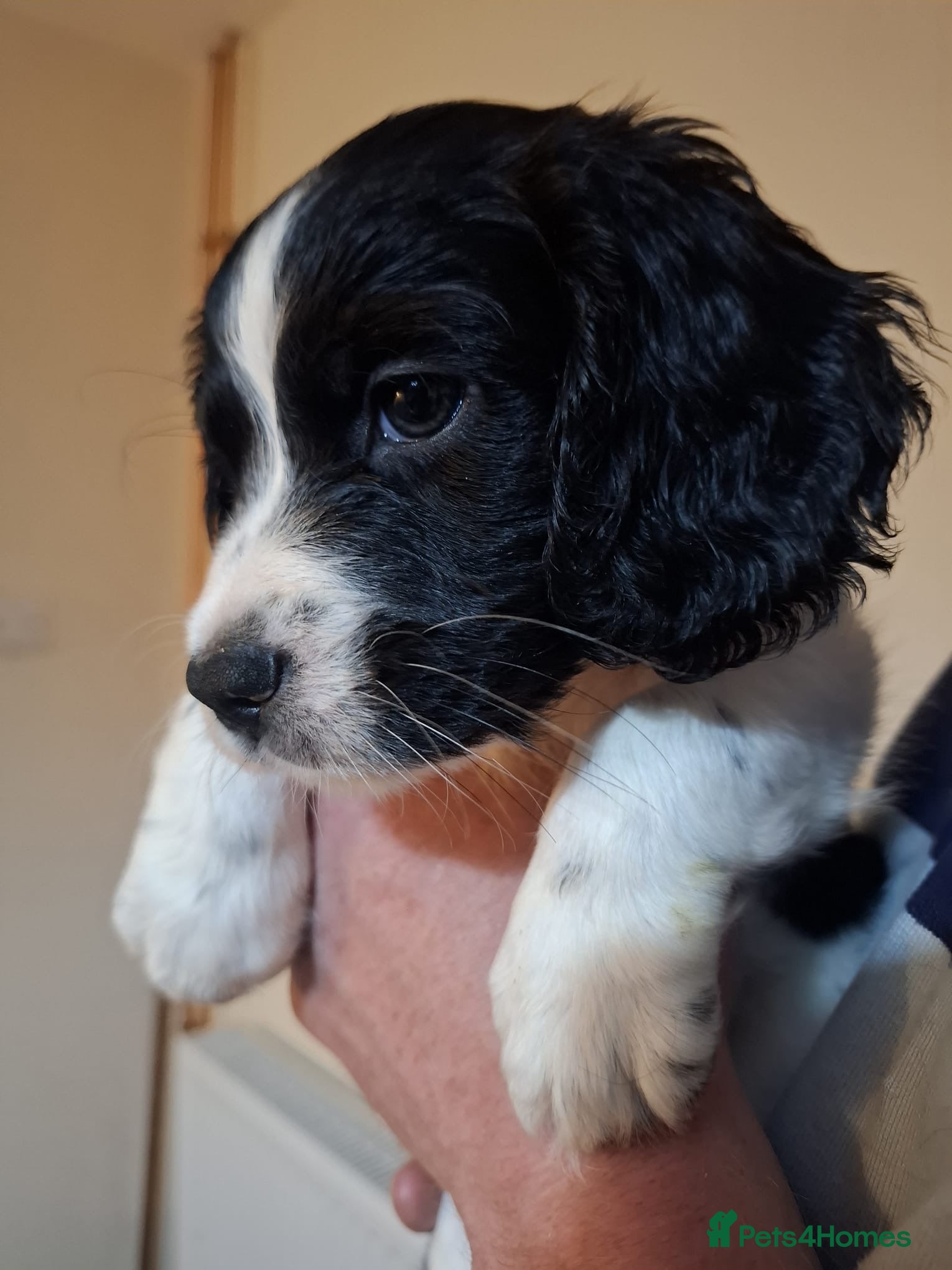 Cockerdor dogs Cockerdors - one black and white boy remaining - Advert 13