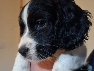 Cockerdor dogs Cockerdors - one black and white boy remaining - Advert 13