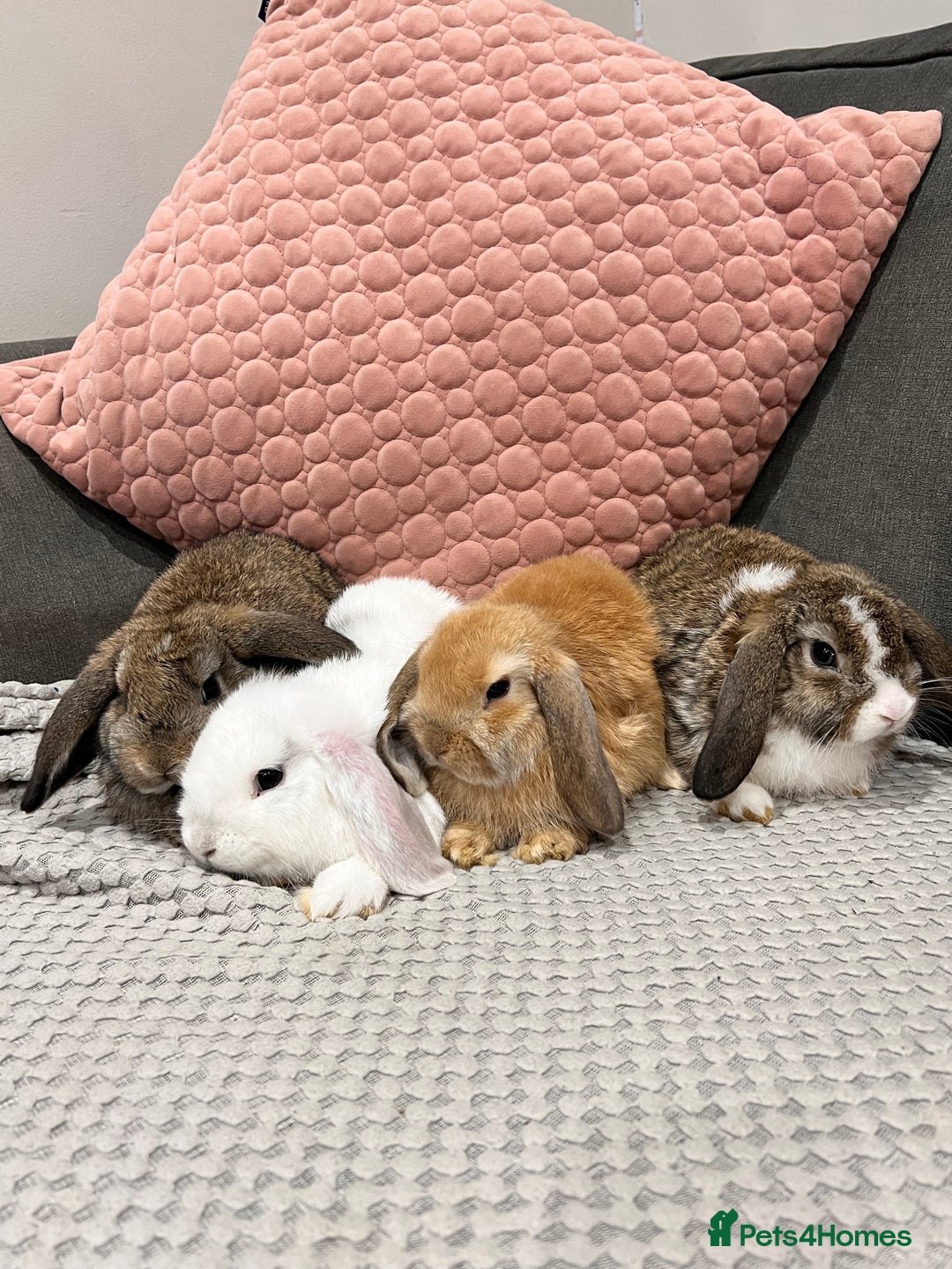 Mini Lop rabbits for sale: Beautiful mini lop rabbits for sale - Image 1
