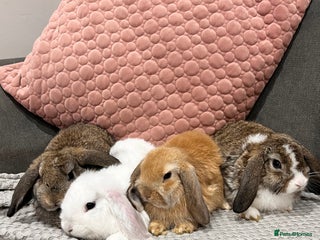 Mini Lop rabbits Beautiful mini lop rabbits for sale - Advert 12