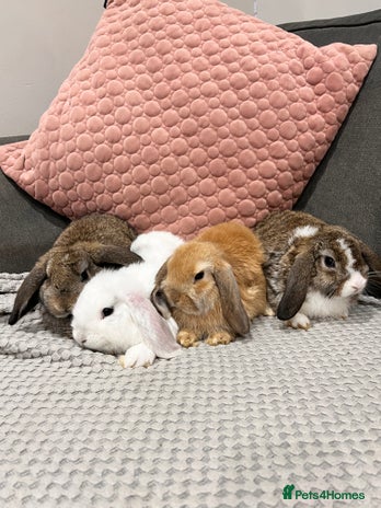 Mini Lop rabbits - Advert 1