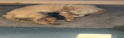 Shihpoo dogs for sale: Shihpoo in Barnsley - Advert 5
