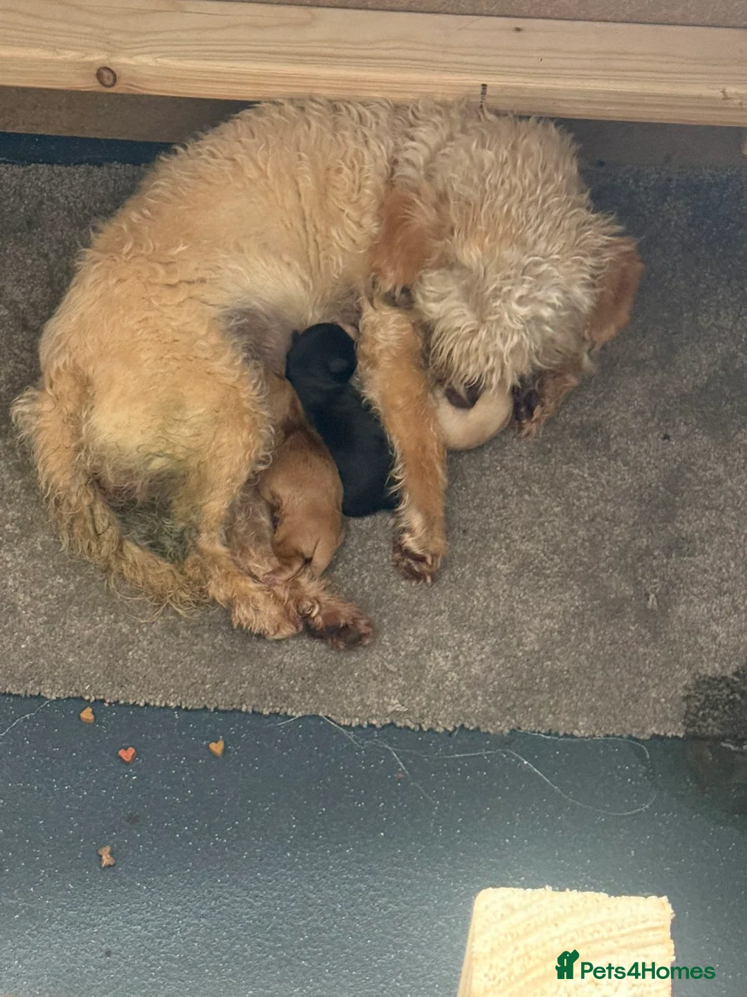 Shihpoo dogs for sale: Shihpoo in Barnsley - Advert 5