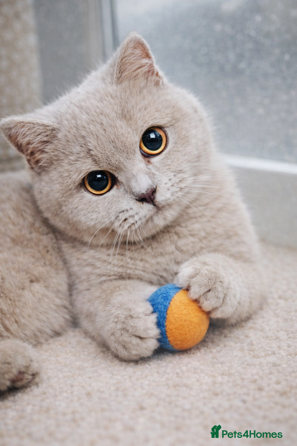 British Shorthair cats Female Lilac And Chocolate Point British Shorthair - Advert 4