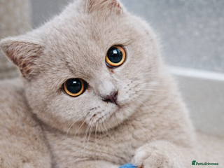 British Shorthair cats Female Lilac And Chocolate Point British Shorthair - Advert 4