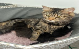 Domestic Shorthair cats for sale: Kittens  - Image 13