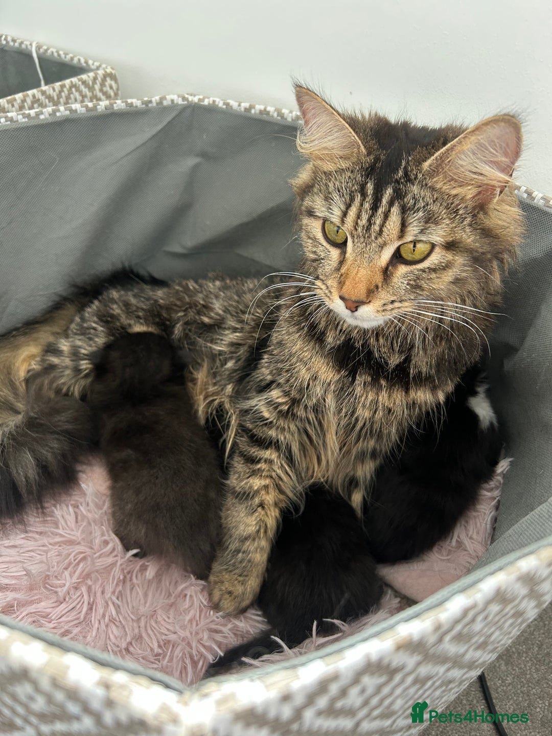 Domestic Shorthair cats for sale: Kittens  - Image 13
