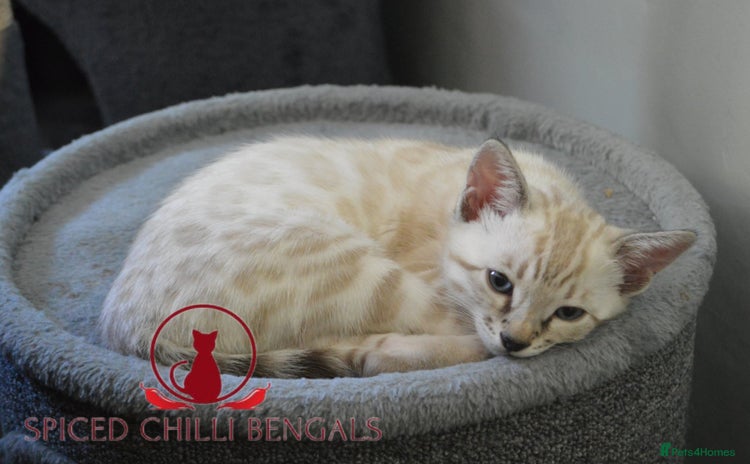 Bengal cats - Advert 9