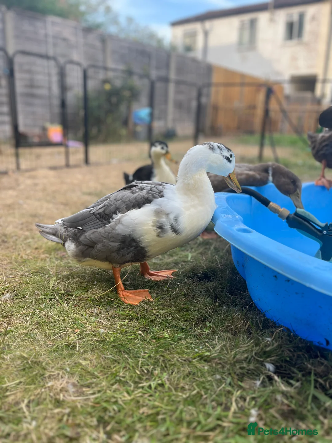 Mixed Breed birds for sale: Pekin x Silver Appleyard Ducks - Advert 4