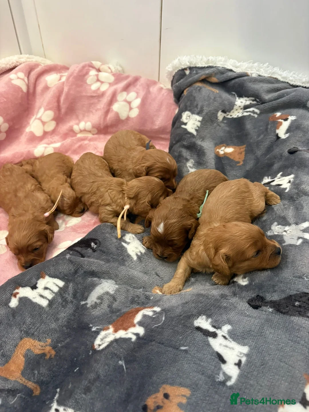Cavapoo dogs for sale: F1 cavapoo - Advert 7