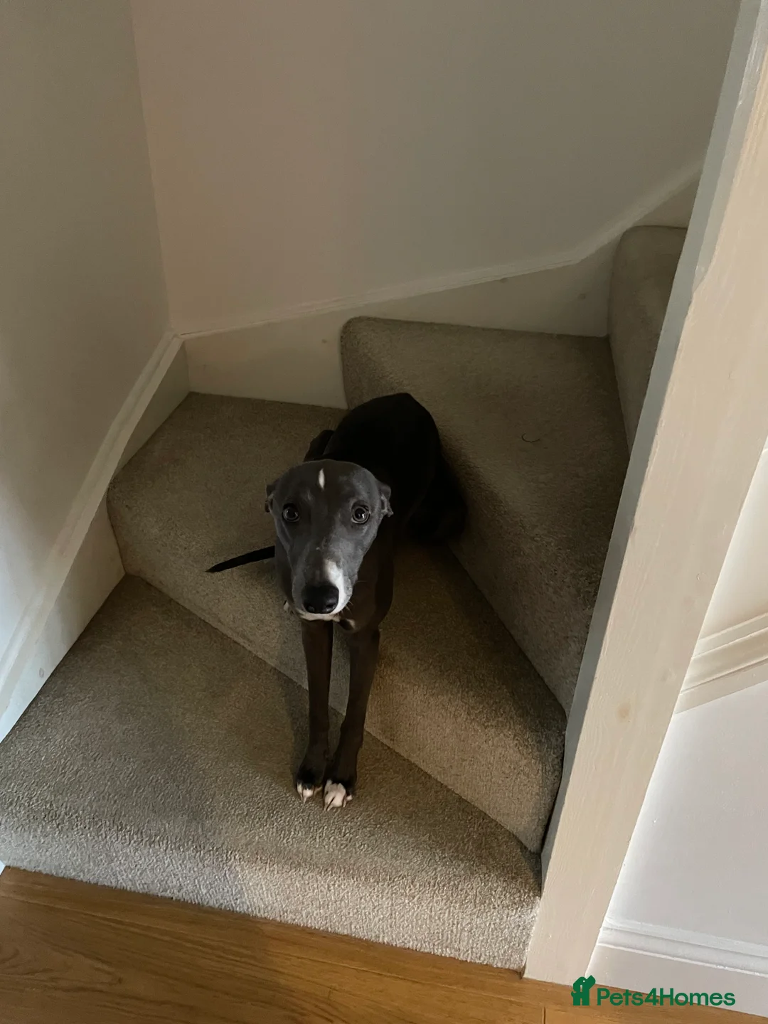 Whippet dogs for sale: 11 month old whippet puppy  - Advert 3
