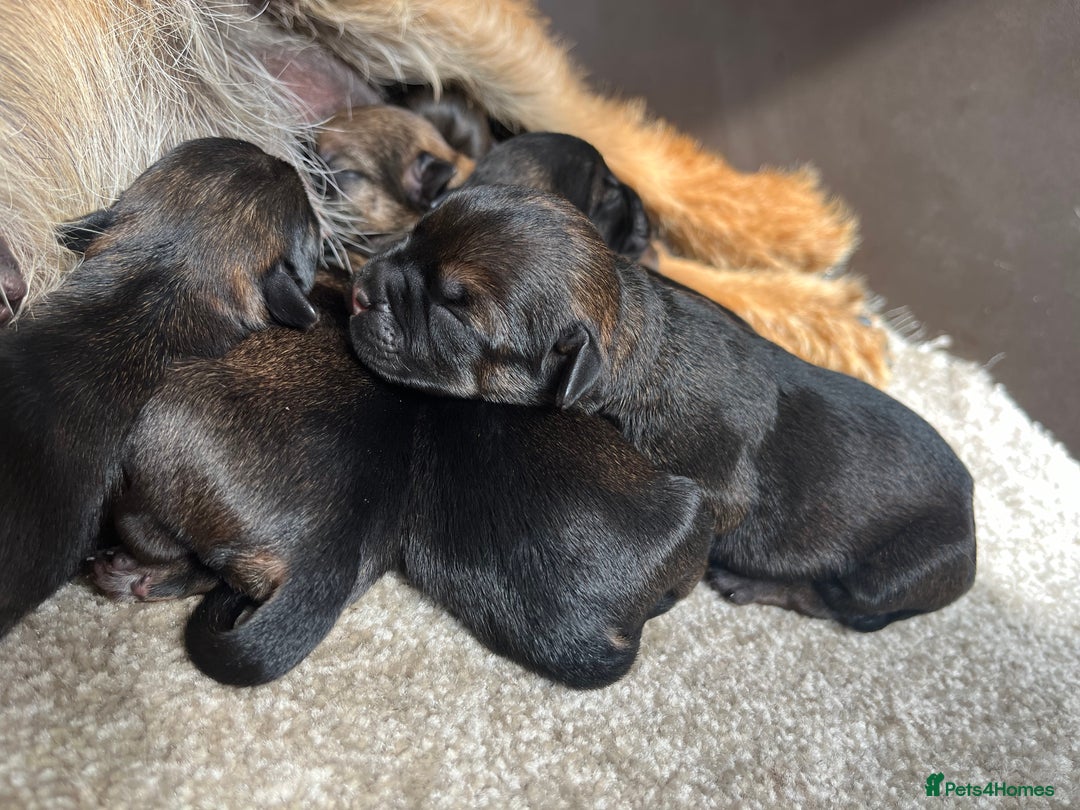Border Terrier dogs for stud: Border for Stud  in Gravesend - Image 5