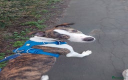 Mixed Breed dogs for sale: Rocco 10 month old for sale  - Image 4