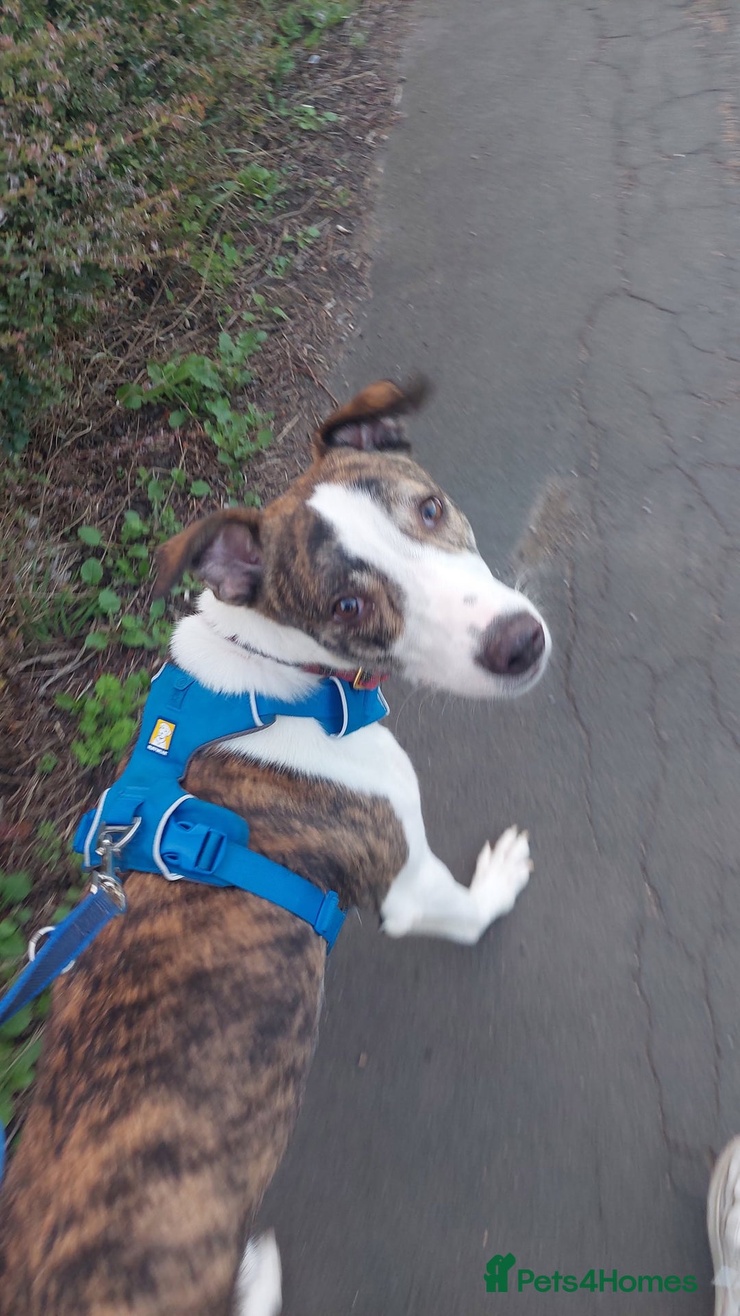 Mixed Breed dogs for sale: Rocco 10 month old for sale  - Image 4