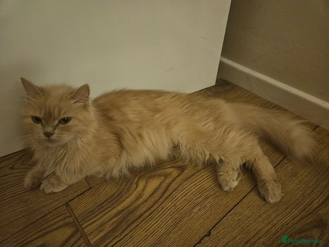 Persian cats for sale: Three gorgeous persian mix kittens  in Leamington Spa - Advert 7