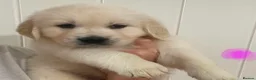 Golden Retriever dogs for sale: Outstanding Show Line KC Golden Retriever Puppies  - Advert 15