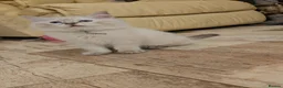 Ragdoll cats for sale: Ragdolls - Advert 10