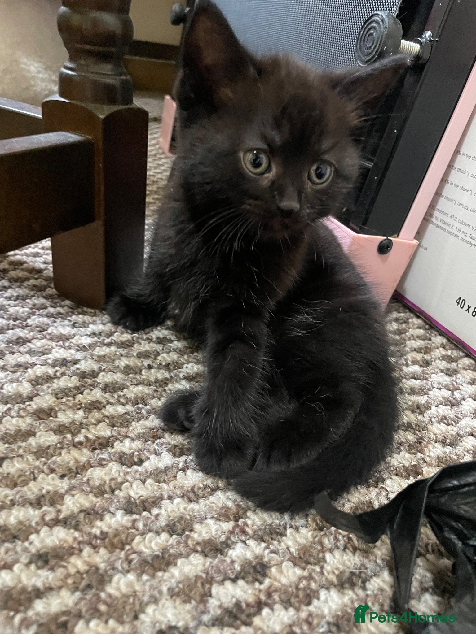 Mixed Breed cats 1 Gorgeous Black Male Kitten - Advert 10