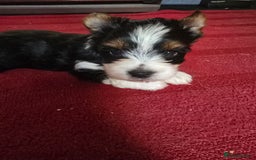 Yorkshire Terrier dogs for sale: Boy brewier yorkshire terrier - Image 7